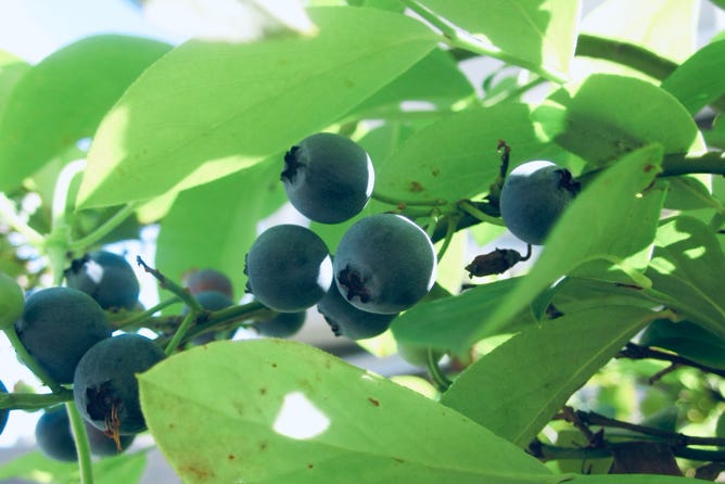 Photo  賀川義規　Yoshinori Kagawa 　大腸がん　手術　消化器外科　皇居　大阪　亀　紅葉　青写真　エクスプレス外来