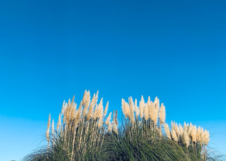 すすき　ススキ　ブルーリボン　大腸がん　賀川　義規　Yoshinori Kagawa