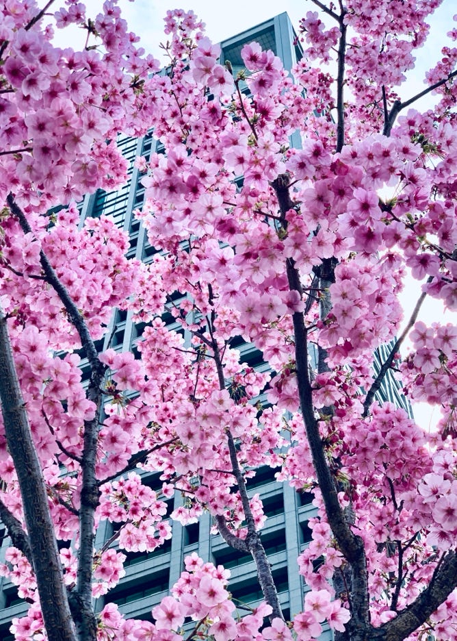 Photo  賀川義規　Yoshinori Kagawa 　大腸がん　手術　消化器外科　皇居　大阪　亀　紅葉　青写真　エクスプレス外来