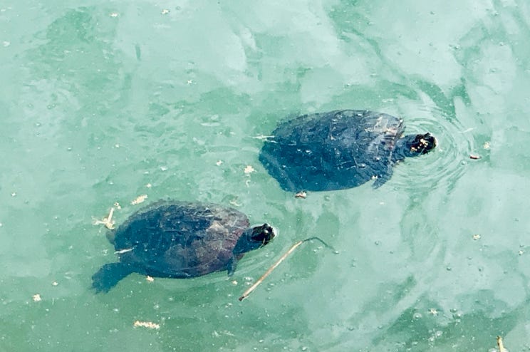 亀　Photo  賀川義規　Yoshinori Kagawa 　大腸がん　手術　消化器外科　皇居　大阪　亀　紅葉　青写真　エクスプレス外来　技術認定　プロクター　ダビンチ　ダビィンチ　daVinci