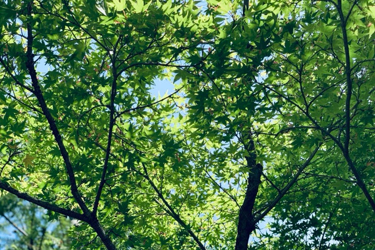 青紅葉　Photo  賀川義規　Yoshinori Kagawa 　大腸がん　手術　消化器外科　皇居　大阪　亀　紅葉　青写真　エクスプレス外来　技術認定　プロクター　ダビンチ　ダビィンチ　daVinci