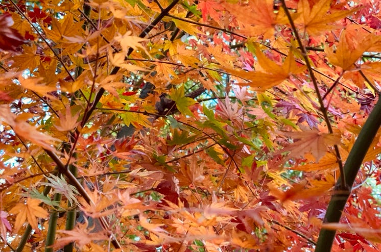 もみじ　Photo  賀川義規　Yoshinori Kagawa 　大腸がん　手術　消化器外科　皇居　大阪　亀　紅葉　青写真　エクスプレス外来　技術認定　プロクター　ダビンチ　ダビィンチ　daVinci