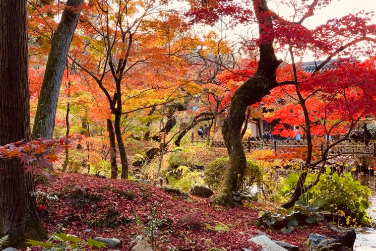 もみじ　Photo  賀川義規　Yoshinori Kagawa 　大腸がん　手術　消化器外科　皇居　大阪　亀　紅葉　青写真　エクスプレス外来　技術認定　プロクター　ダビンチ　ダビィンチ　daVinci