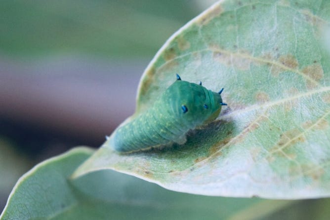 Photo  賀川義規　Yoshinori Kagawa 　大腸がん　手術　消化器外科　皇居　大阪　亀　紅葉　青写真　エクスプレス外来