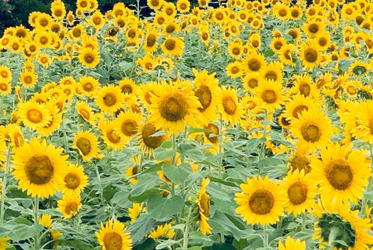 Photo  賀川義規　Yoshinori Kagawa 　大腸がん　手術　消化器外科　皇居　大阪　亀　紅葉　青写真　エクスプレス外来　技術認定　プロクター　ダビンチ　ダビィンチ　daVinci