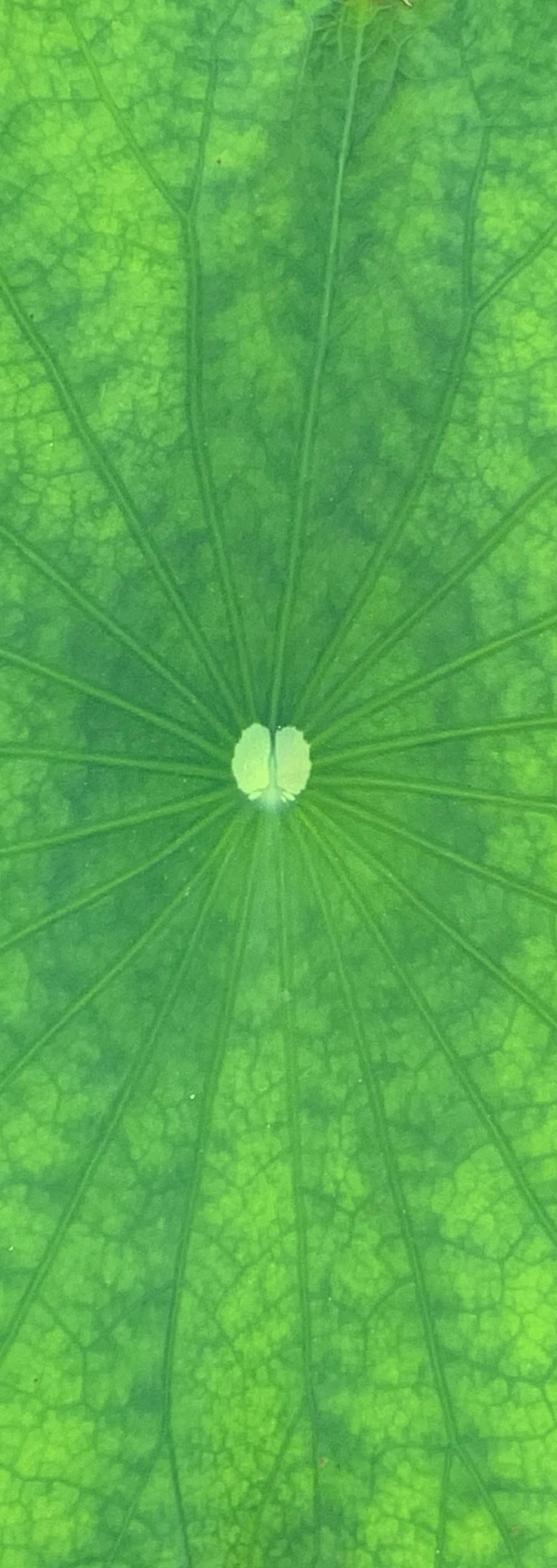 万年筆　Mac ロボット手術　ダビンチ　直腸がん　結腸がん　大腸がん　大阪　大腸　ブルーリボン 大腸がん　賀川　義規　Yoshinori Kagawa 青　治験　臨床試験　手術　化学療法　リキッドバイオプシー　最先端　肛門温存　TNT 側方郭清　Colorectral Surgery 専門医　Colon cancer 　ペリカン　大阪国際がんセンター  OICI 〒541-8567 大阪府 大阪市中央区大手町3-1-69 地方独立行政法人大阪府立病院機構 大阪国際がんセンター 消化器外科  06-6945-1181 (FAX:06-6945-1900)   Yoshinori Kagawa, MD, PhD Department of Gastroenterological Surgery, Osaka International Cancer Institute 3-1-69 Otemae, Chuo-ku, Osaka 541-8567 Japan Phone: +81-6-6945-1181; Fax: +81-6-6945-1866