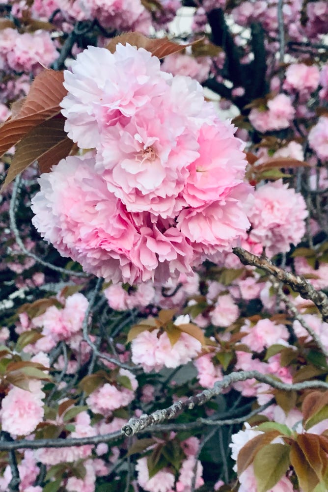 Photo  賀川義規　Yoshinori Kagawa 　大腸がん　手術　消化器外科　皇居　大阪　亀　紅葉　青写真　エクスプレス外来