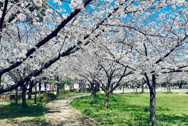 Photo  賀川義規　Yoshinori Kagawa 　大腸がん　手術　消化器外科　皇居　大阪　亀　紅葉　青写真　エクスプレス外来　技術認定　プロクター　ダビンチ　ダビィンチ　daVinci