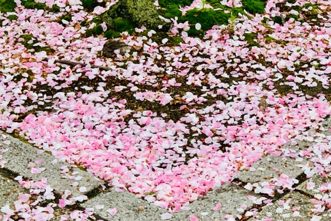 Photo  賀川義規　Yoshinori Kagawa 　大腸がん　手術　消化器外科　皇居　大阪　亀　紅葉　青写真　エクスプレス外来