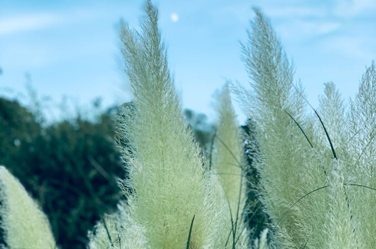 Photo  賀川義規　Yoshinori Kagawa 　大腸がん　手術　消化器外科　皇居　大阪　亀　紅葉　青写真　エクスプレス外来　技術認定　プロクター　ダビンチ　ダビィンチ　daVinci